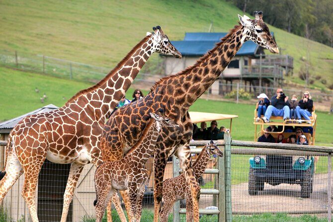 Classic Safari Adventure at Safari West - What Is the Safari West Experience?