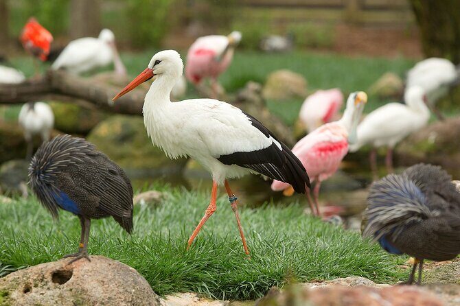 Classic Safari Adventure at Safari West - The Itinerary in Detail