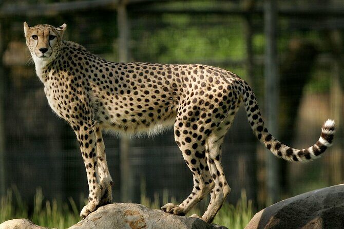 Classic Safari Adventure at Safari West - FAQ
