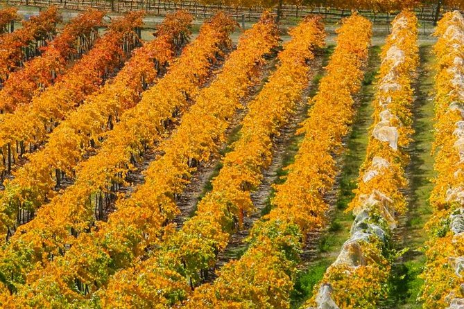 Classic Wanaka Wine Tour - Scenic Winery Landscape