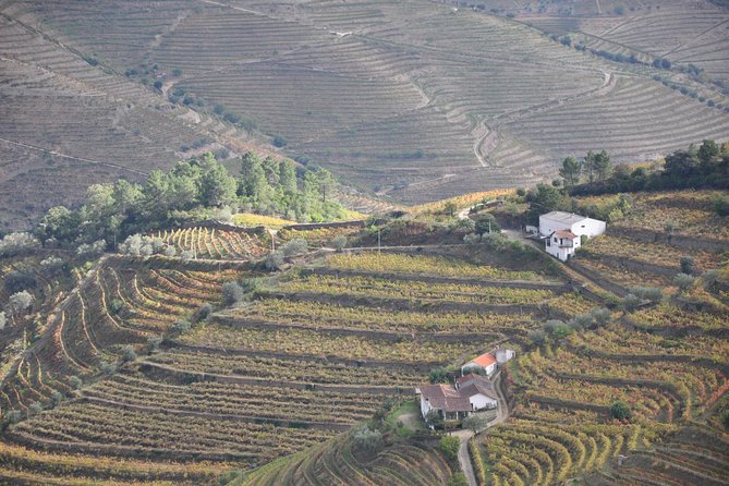 Classic Wine Tasting With GUIDED TOUR - Guided Tour Details