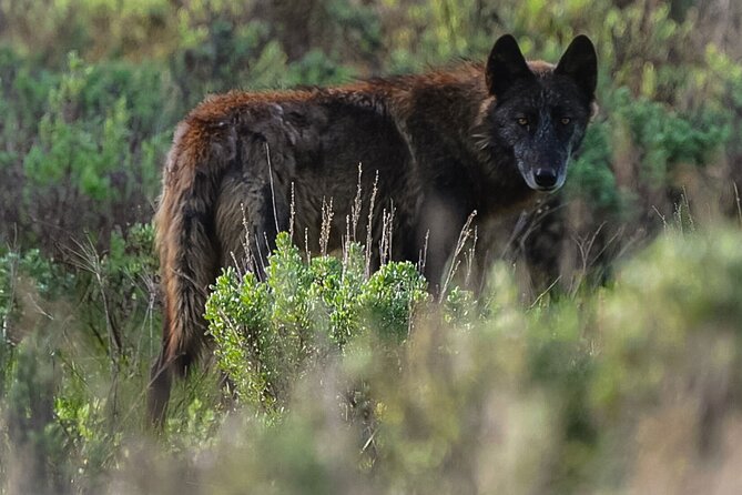 Classic Yellowstone National Park Lower Loop Picnic Lunch Tour - Meeting and Pickup Details