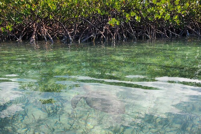 Clear Bottom Kayak Mangrove Eco Tour - Customer Experiences and Complaints