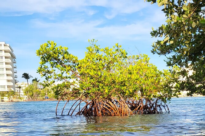 Clear Kayak Eco Tour in Jupiter, Florida - Tour Overview and Details