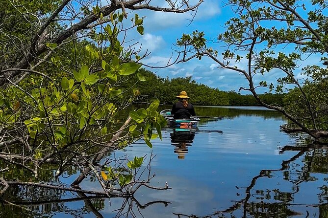 Clear Kayak Ecotour at Robinson Preserve in Bradenton, Florida - Inclusions and Activity Details