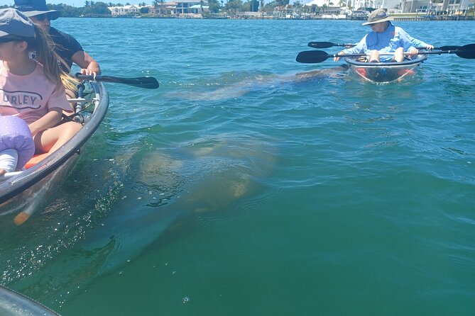 Clear Kayak Glass Bottom Day Tour - Sarasota - Customer Feedback and Responses