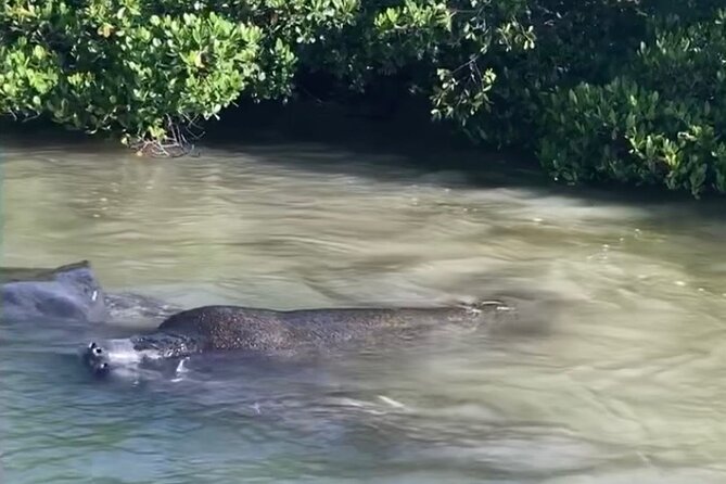 Clear Kayak Guided Tours in Naples - Wildlife Sightings Along the Way