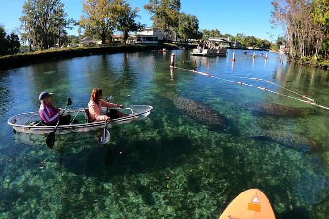 Clear Kayak Manatee Ecotour of Crystal River - Overall Experience