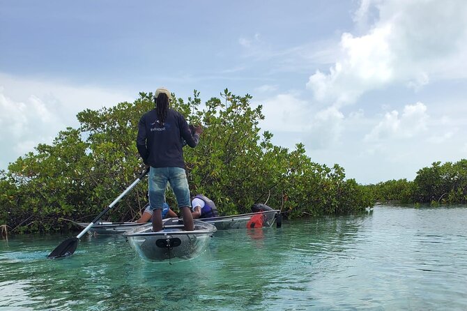Clear Kayak Mangrove Eco Tour - Kayaking Experience