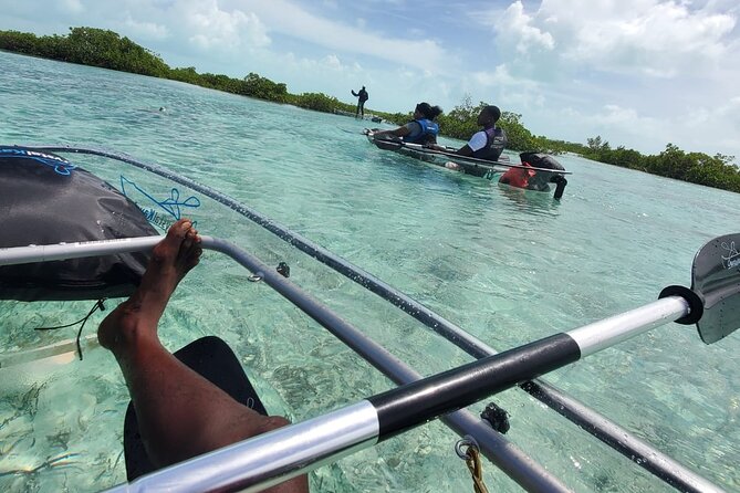 Clear Kayak Mangrove Eco Tour - Mangrove Ecosystem