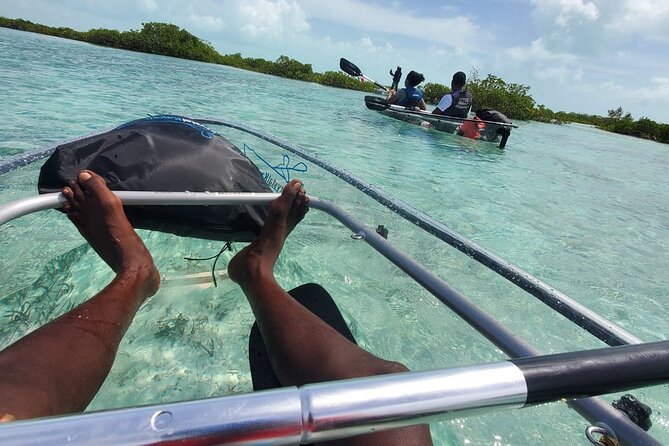 Clear Kayak Mangrove Eco Tour - Wildlife Encounters