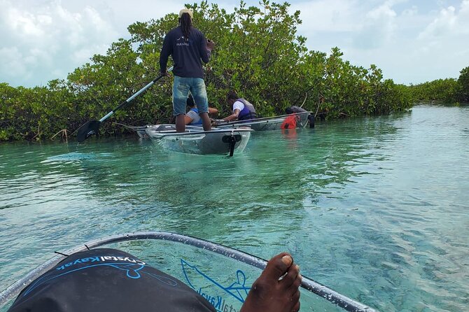 Clear Kayak Mangrove Eco Tour - Traveler Reviews