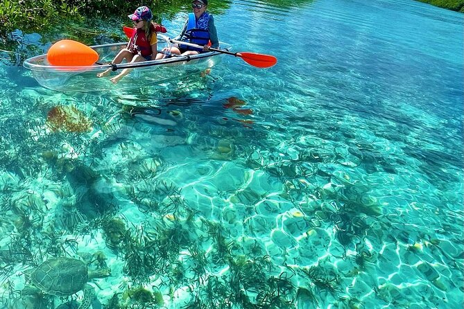 Clear Kayak Mangrove Tour - Key Points