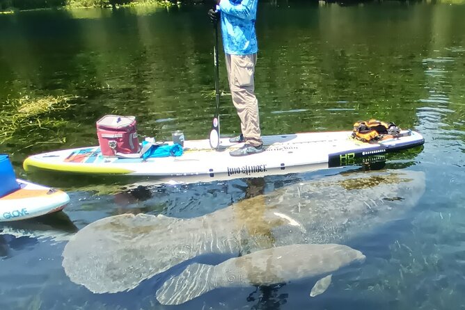 Clear Kayak or Paddleboard Manatee Adventure - Manatee Sightings