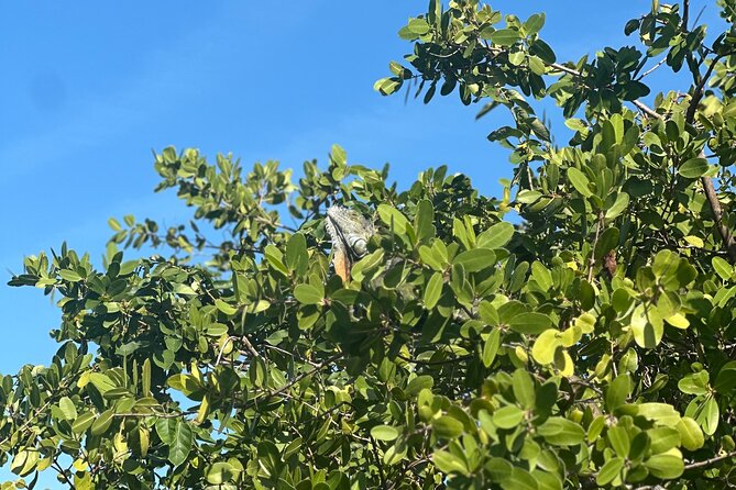 Clear Kayak Peanut Island Guided Tour Palm Beach Singer Island - Included Amenities