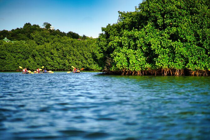Clear Kayak Tour in Mangrove Antigua - Key Points