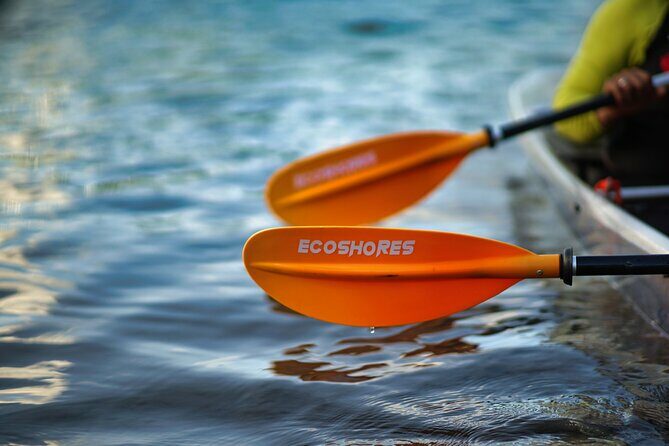 Clear Kayak Tour in Mangrove Antigua - An In-Depth Look at the Mangrove Kayaking Experience