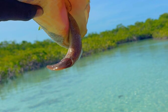 Clear Kayak Tour in Turks & Caicos Islands - Customer Experiences