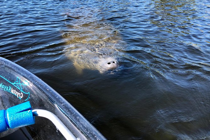 Clear Kayak Tour of Tarpon Springs | Manatee Season - Meeting and Pickup