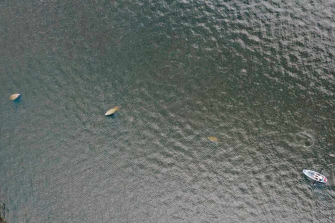 Clear Kayak Tour of Tarpon Springs | Manatee Season - Group Size
