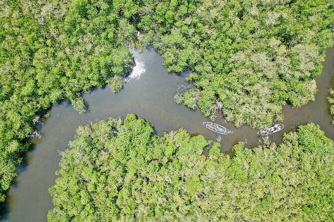 Clear Kayak Tour of Tarpon Springs Sponge Docks & Mangroves - The Sum Up: Who Should Book This Tour?