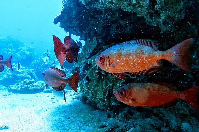 Clear Kayak Tour With Pontoons With Optional Snorkeling, Maui - Additional Information
