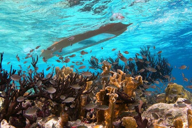 Clearbottom Mangrove Kayak & Snorkel Tour - Meeting Points and Pickup Information