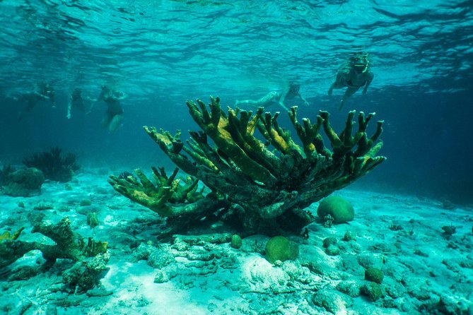 Clearbottom Mangrove Kayak & Snorkel Tour - Kayak and Snorkel Gear