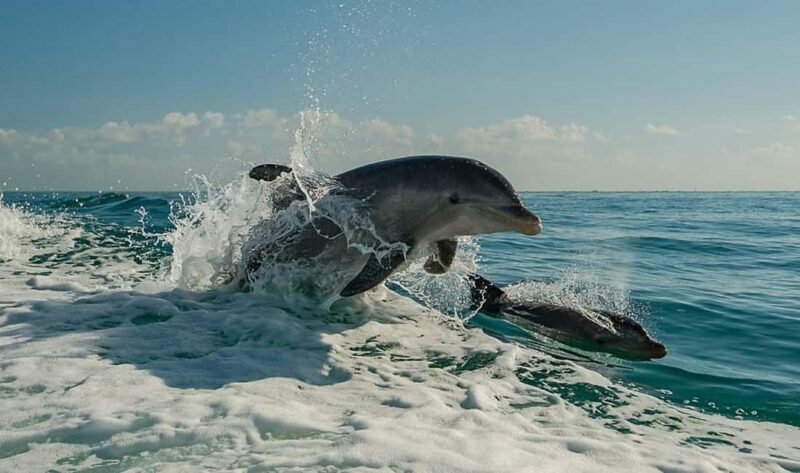 Clearwater Beach: Dolphin Excursion - Flippers Fun Boat - Key Points