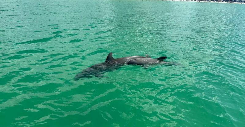 Clearwater Beach: Dolphin & Island Sandbar Cruise - The Itinerary: What You Can Expect