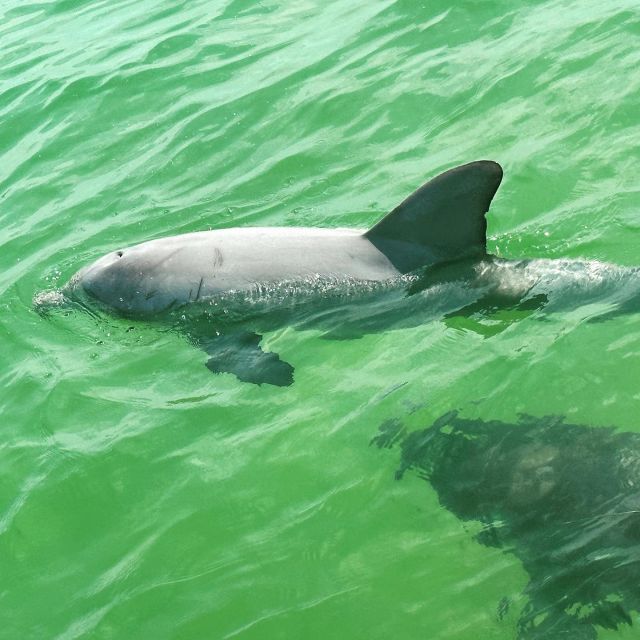 Clearwater Beach Private Pontoon Tours - Key Points