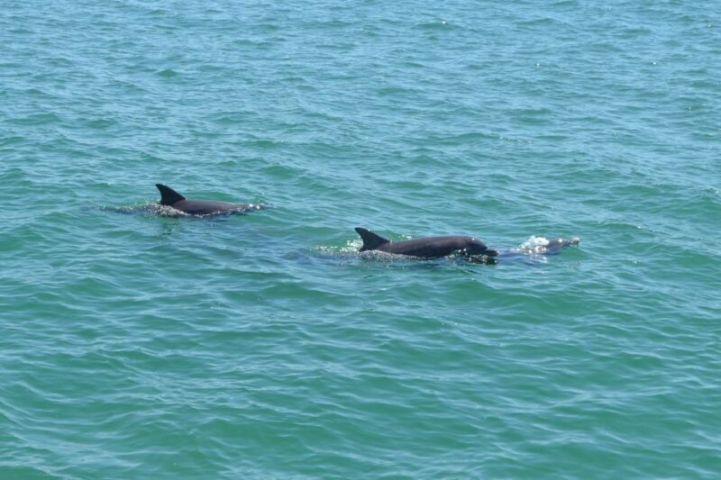 Clearwater: Cruise With Guaranteed Dolphin Sightings - Tour Details