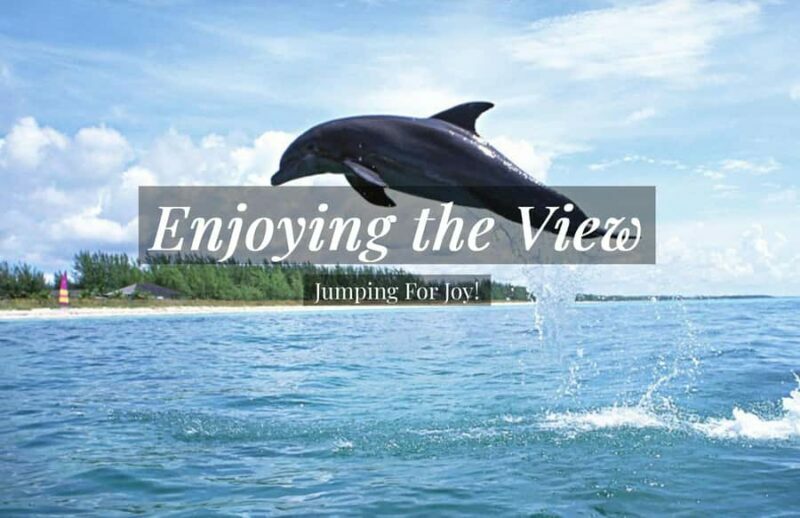 Clearwater: Dolphin Cruise with an Island Adventure - A Detailed Look at the Experience
