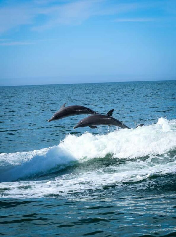 Clearwater: Dolphin Cruise with an Island Adventure - The Sum Up