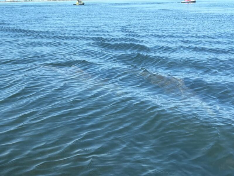 Clearwater: Dolphin Jet Ski Tour - 1 SKI FOR UP TO 3 PEOPLE - What to Bring and Restrictions