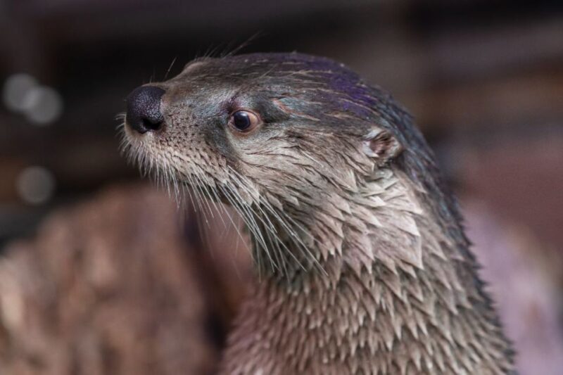 Clearwater: Eco-Certified Marine Aquarium General Admission - Accessibility and Transportation Options