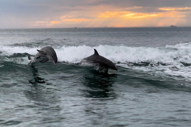 Clearwater Encounters With Dolphins Tour - Just The Basics