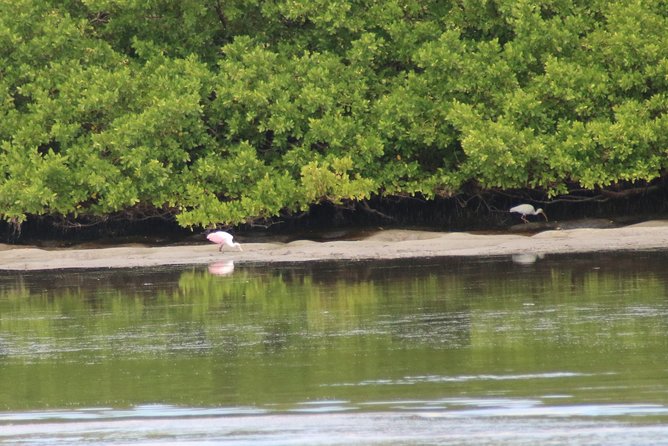 Clearwater Encounters With Dolphins Tour - Customer Reviews