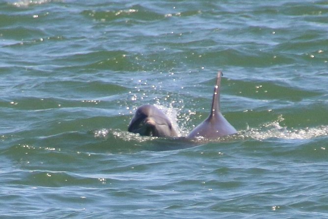 Clearwater Encounters With Dolphins Tour - Additional Tour Information