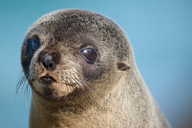 Clearwater Private Penguin & Wildlife Tour from Port Otago (5hrs) - FAQ