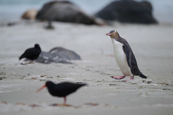 Clearwater Private Penguin & Wildlife Tour from Port Otago (5hrs) - Final Words