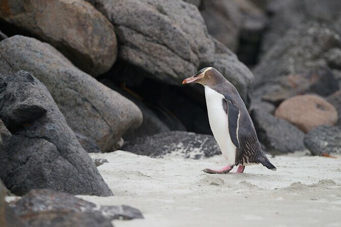 Clearwater Wildlife Tours (small group 10max) Otago Peninsula - Analyzing the Experience: What Travelers Say