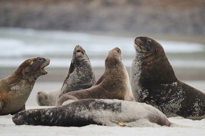 Clearwater Wildlife Tours (small group 10max) Otago Peninsula - Practical Considerations