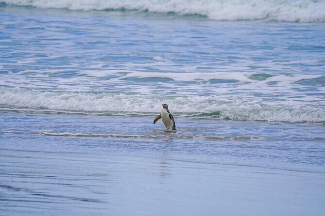 Clearwater Wildlife Tours (small group 10max) Otago Peninsula - The Sum Up