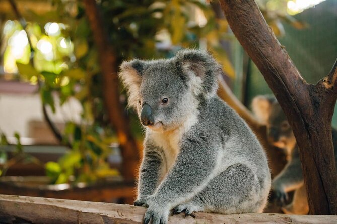 Cleland Hike and Wildlife Day Tour - Duration and Price