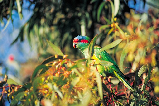 Cleland Hike and Wildlife Day Tour - Additional Details