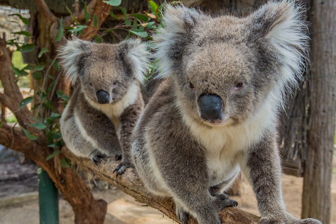 Cleland Wildlife Park Experience - From Adelaide Including Mt Lofty Summit - Interacting With Native Australian Animals