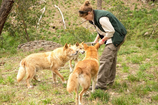 Cleland Wildlife Park Experience - From Adelaide Including Mt Lofty Summit - Small-Group Tour Experience