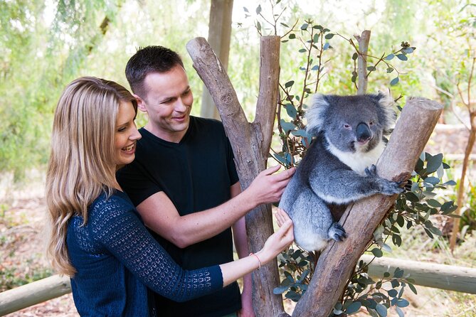 Cleland Wildlife Park Experience - From Adelaide Including Mt Lofty Summit - Customer Experiences and Feedback