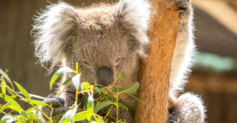 Cleland Wildlife Park Experience With Mount Lofty Summit - Wildlife Park Highlights